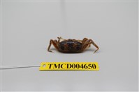 藏品(萬歲大眼蟹)的圖片